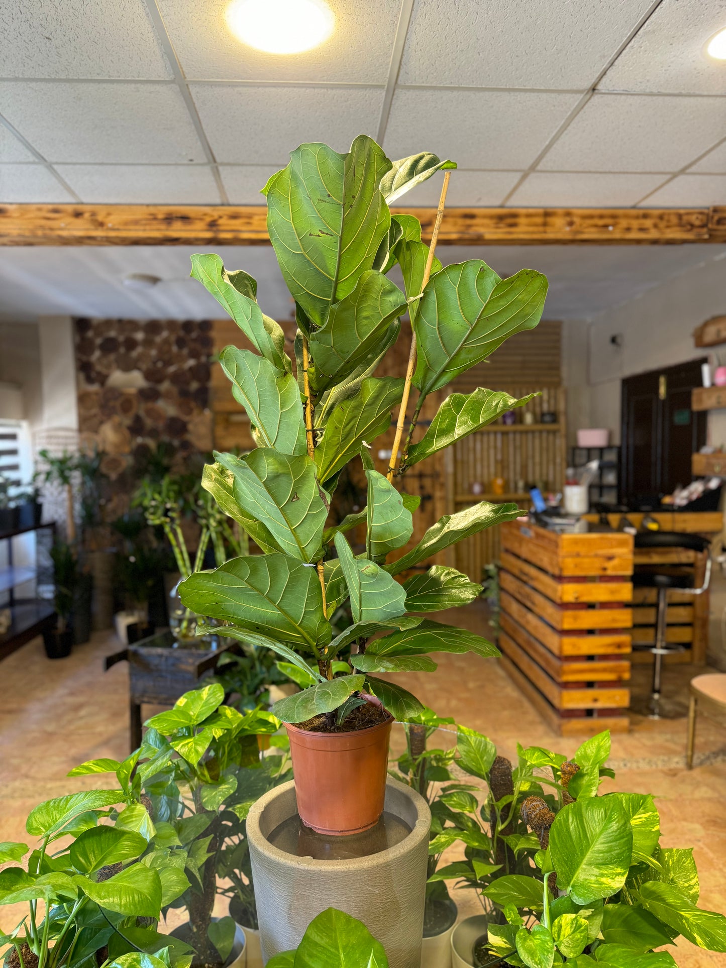 Ficus Lyrata (130cm)