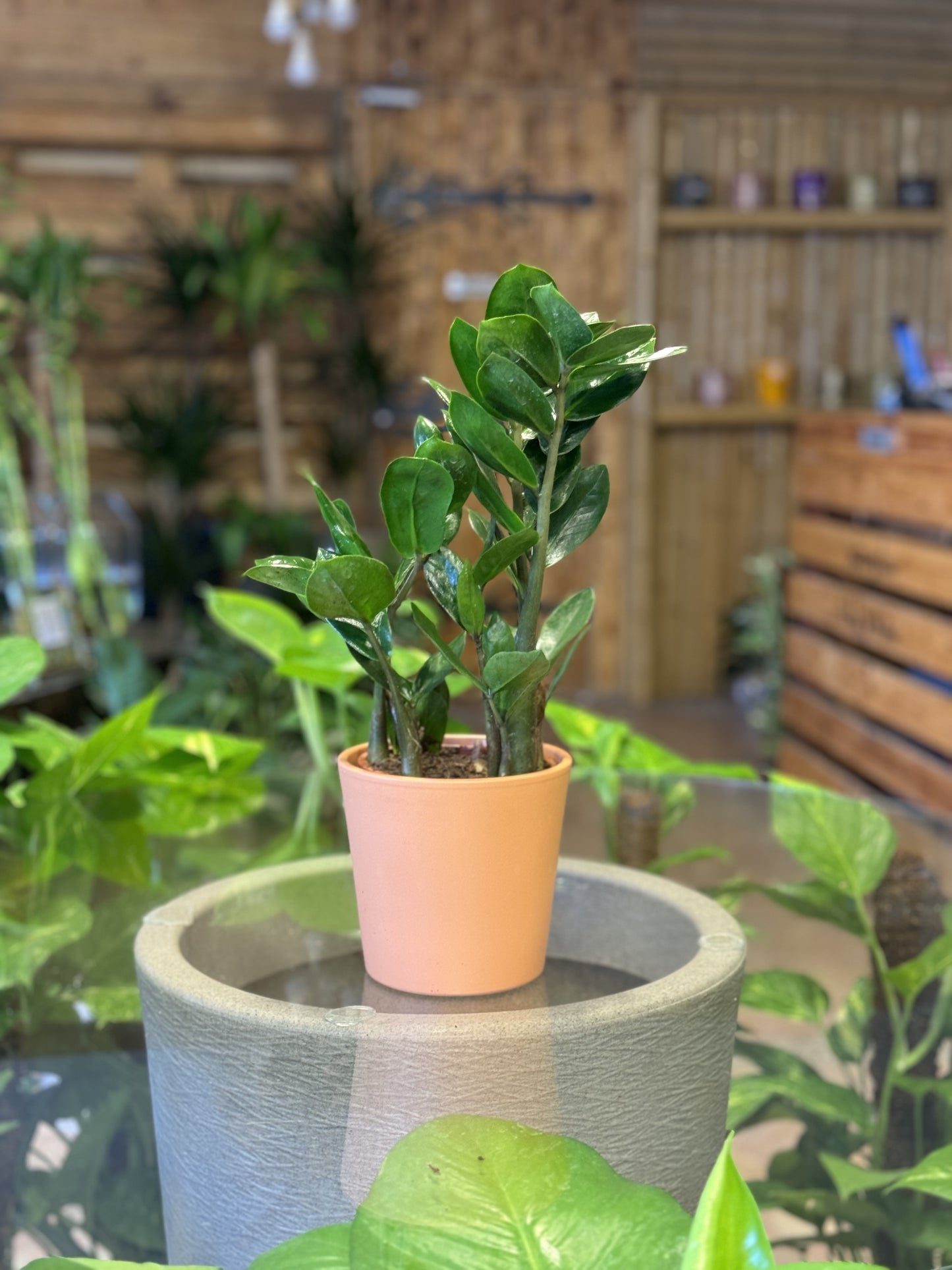 Zamioculcas (40 cm)