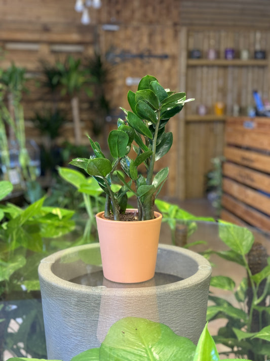 Zamioculcas (40 cm)