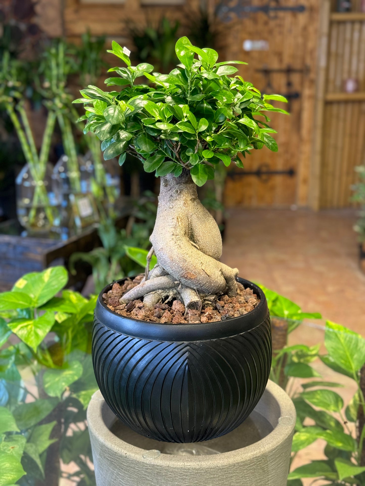 Ficus bonsai