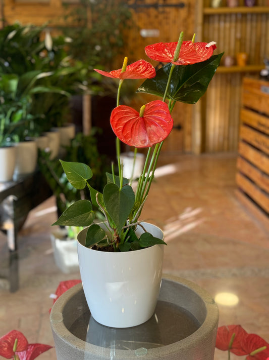 Red Anthurium