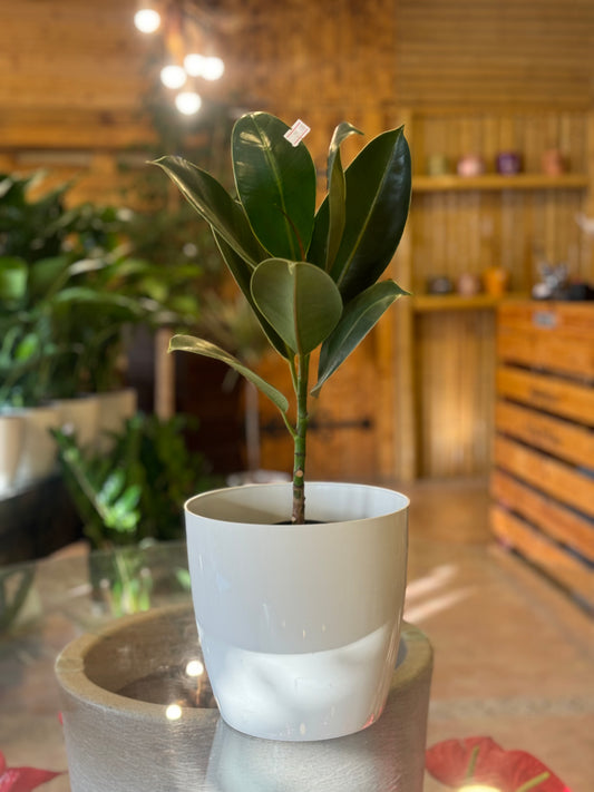 Ficus Elastica S