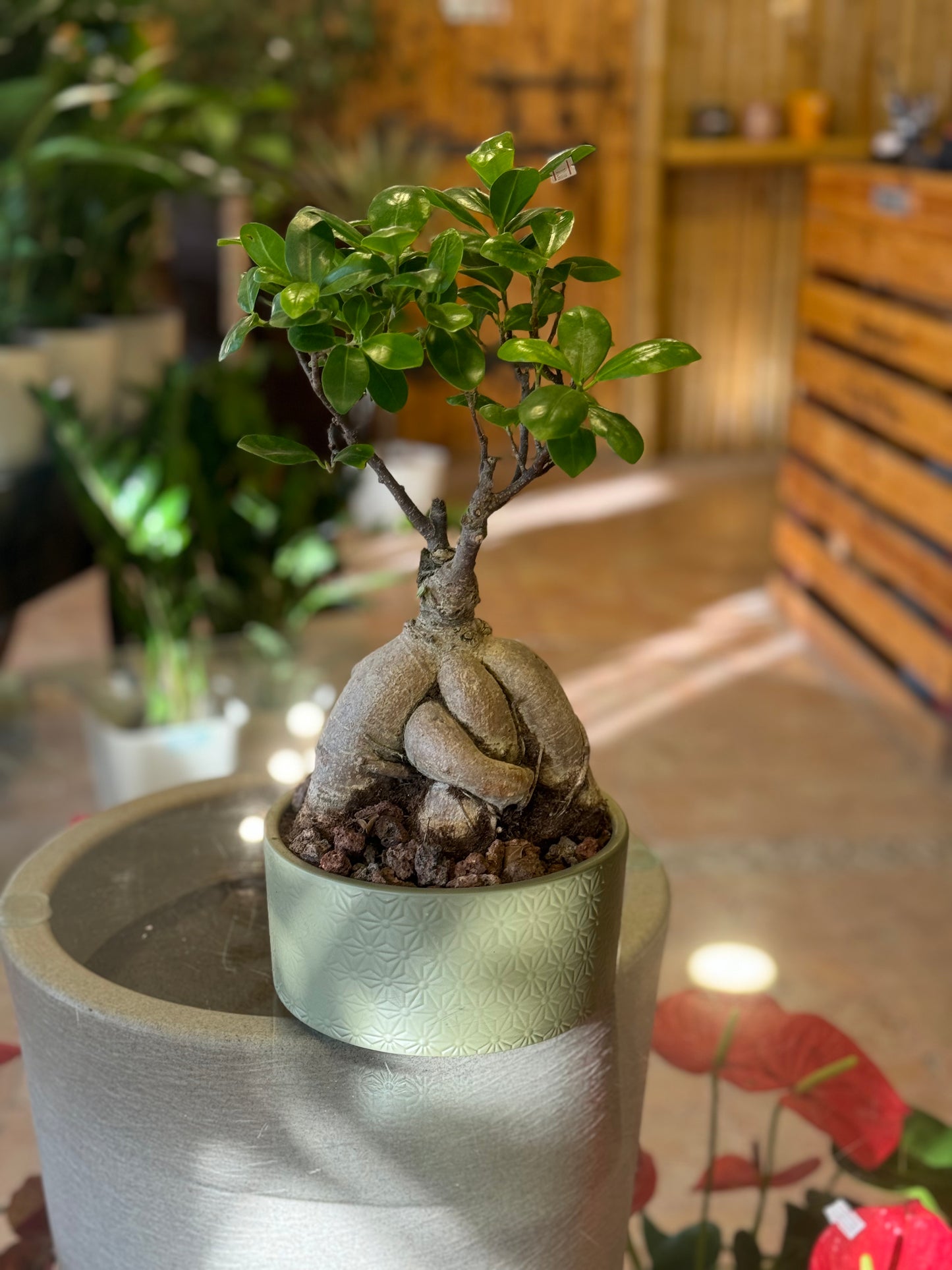 Ficus Bonsai