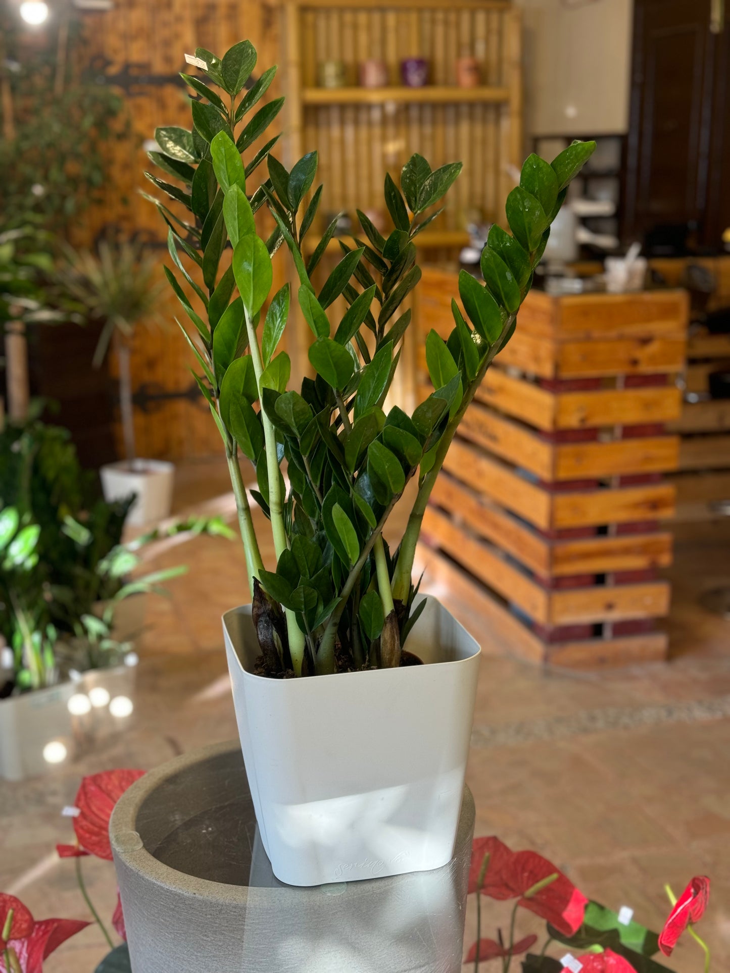 Zamioculcas